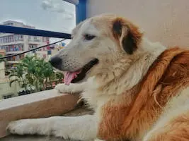 Aidi (Atlas Mountain Dog)